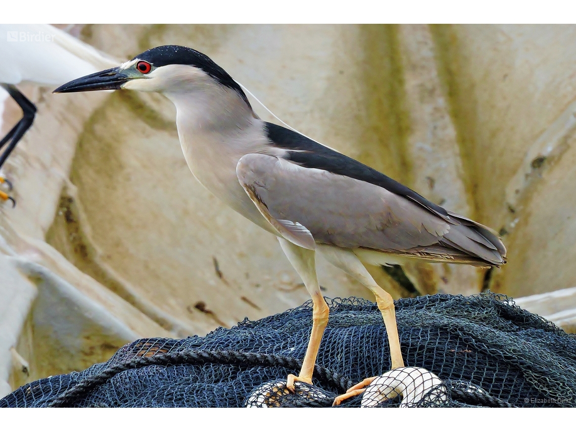 Nycticorax nycticorax