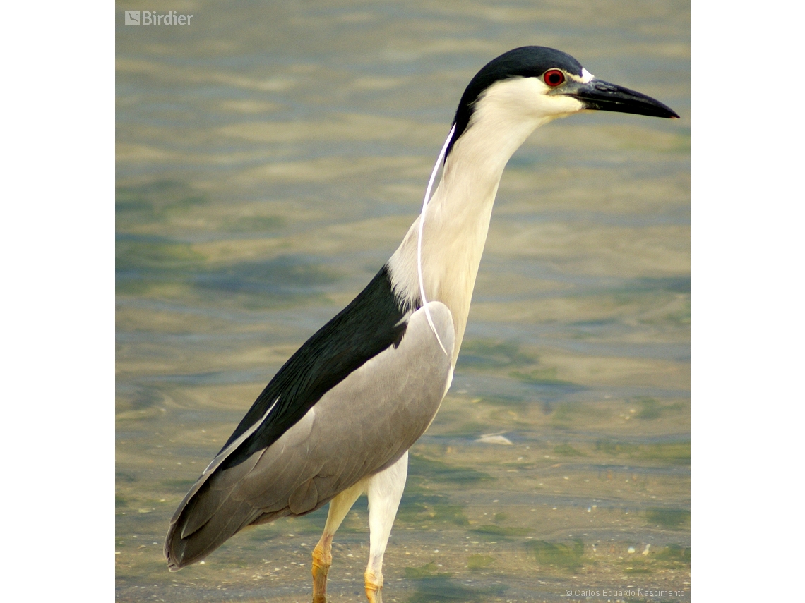 Nycticorax nycticorax