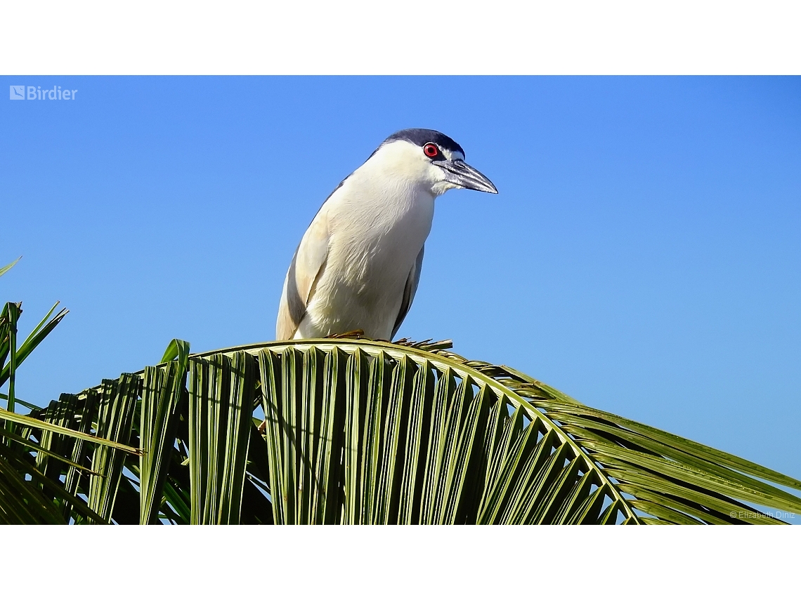 Nycticorax nycticorax