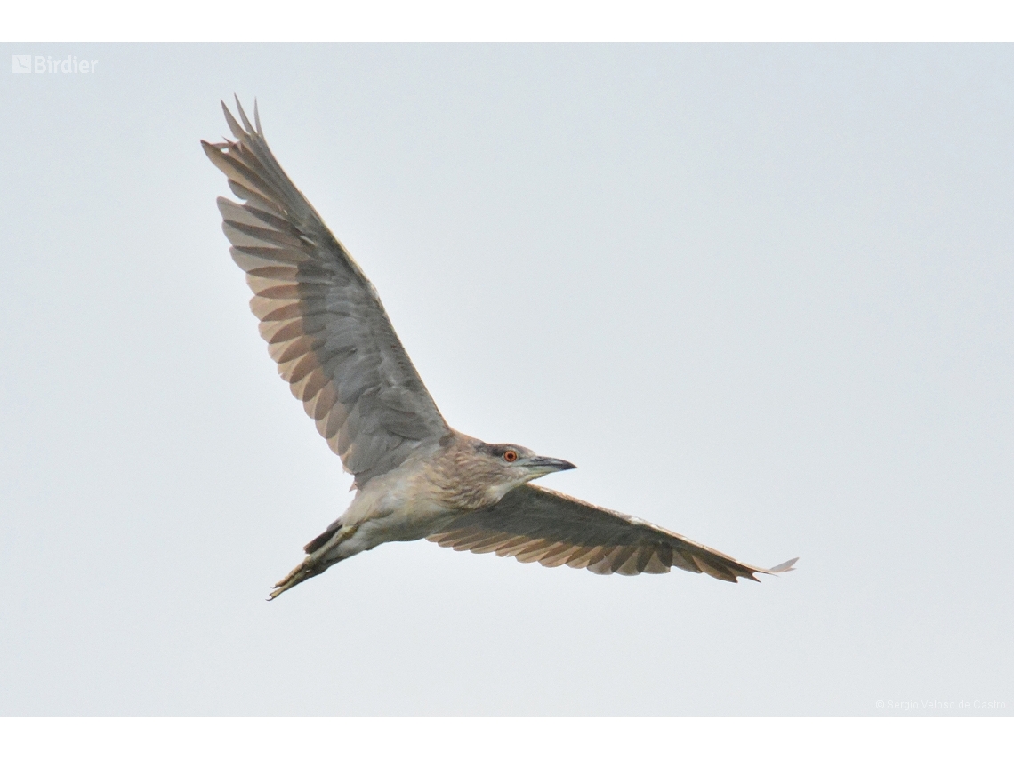 Nycticorax nycticorax