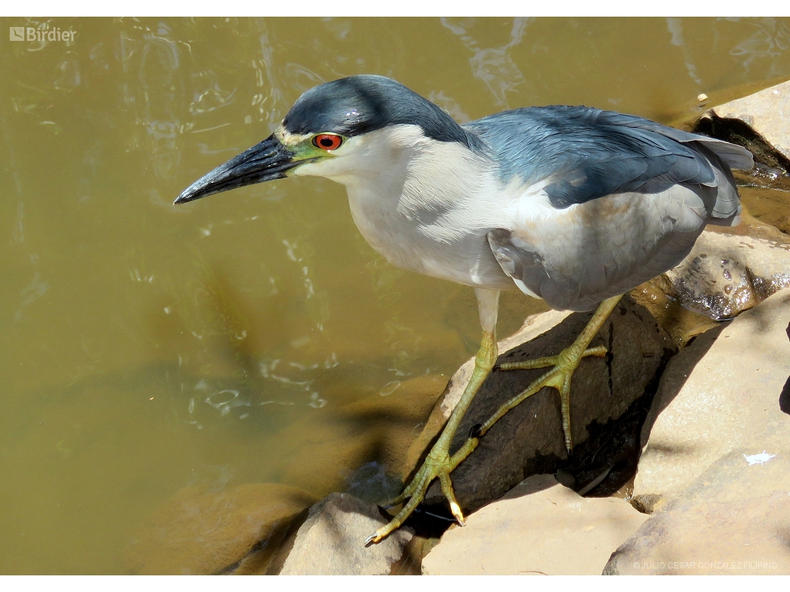 Nycticorax nycticorax