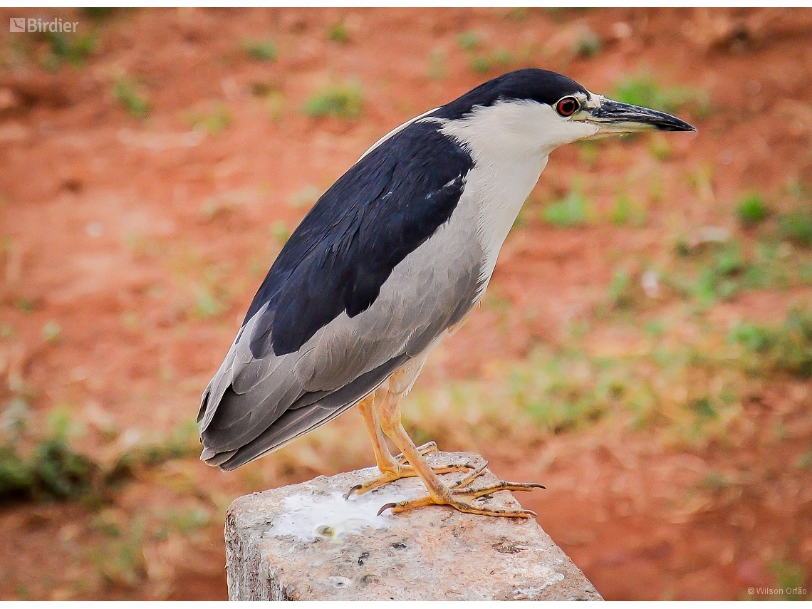 Nycticorax nycticorax