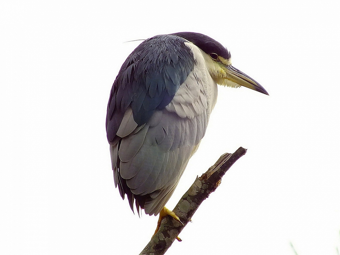 Nycticorax nycticorax