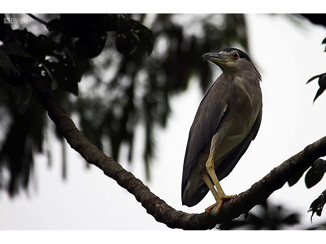 Nycticorax nycticorax