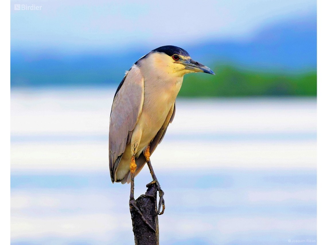 Nycticorax nycticorax