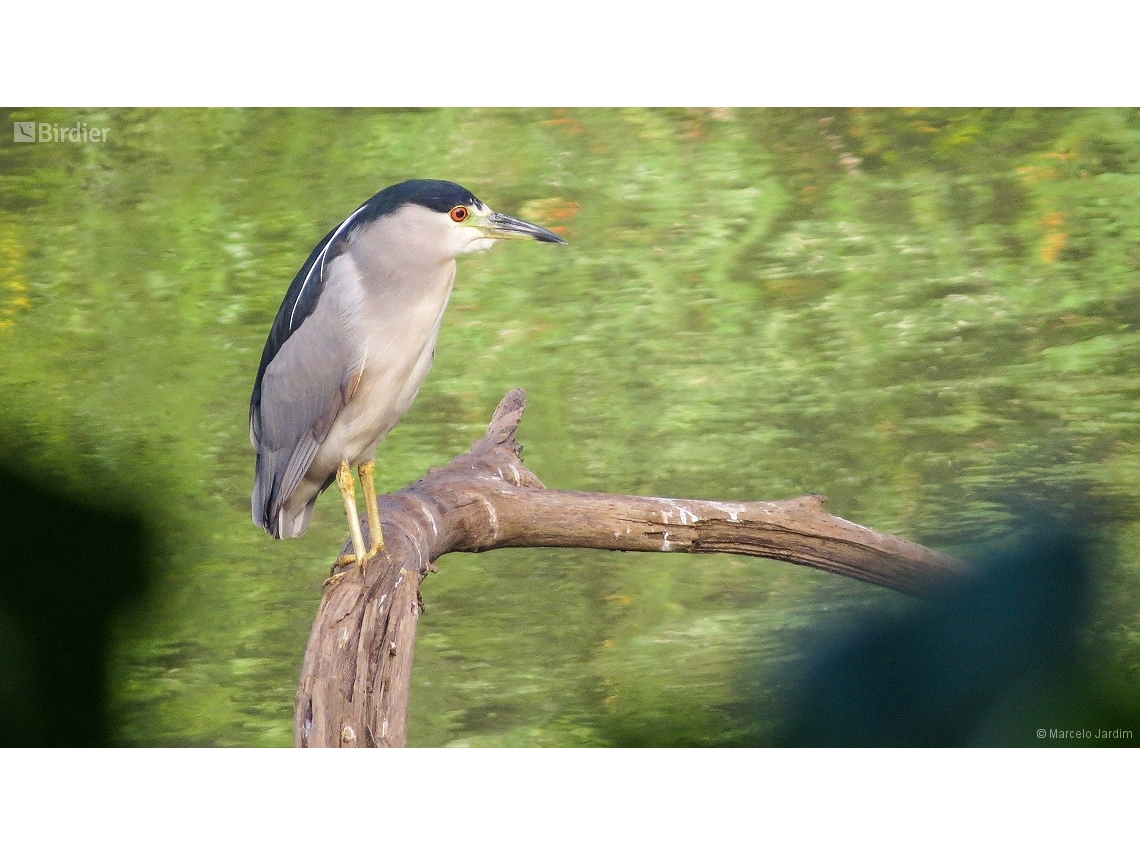 Nycticorax nycticorax