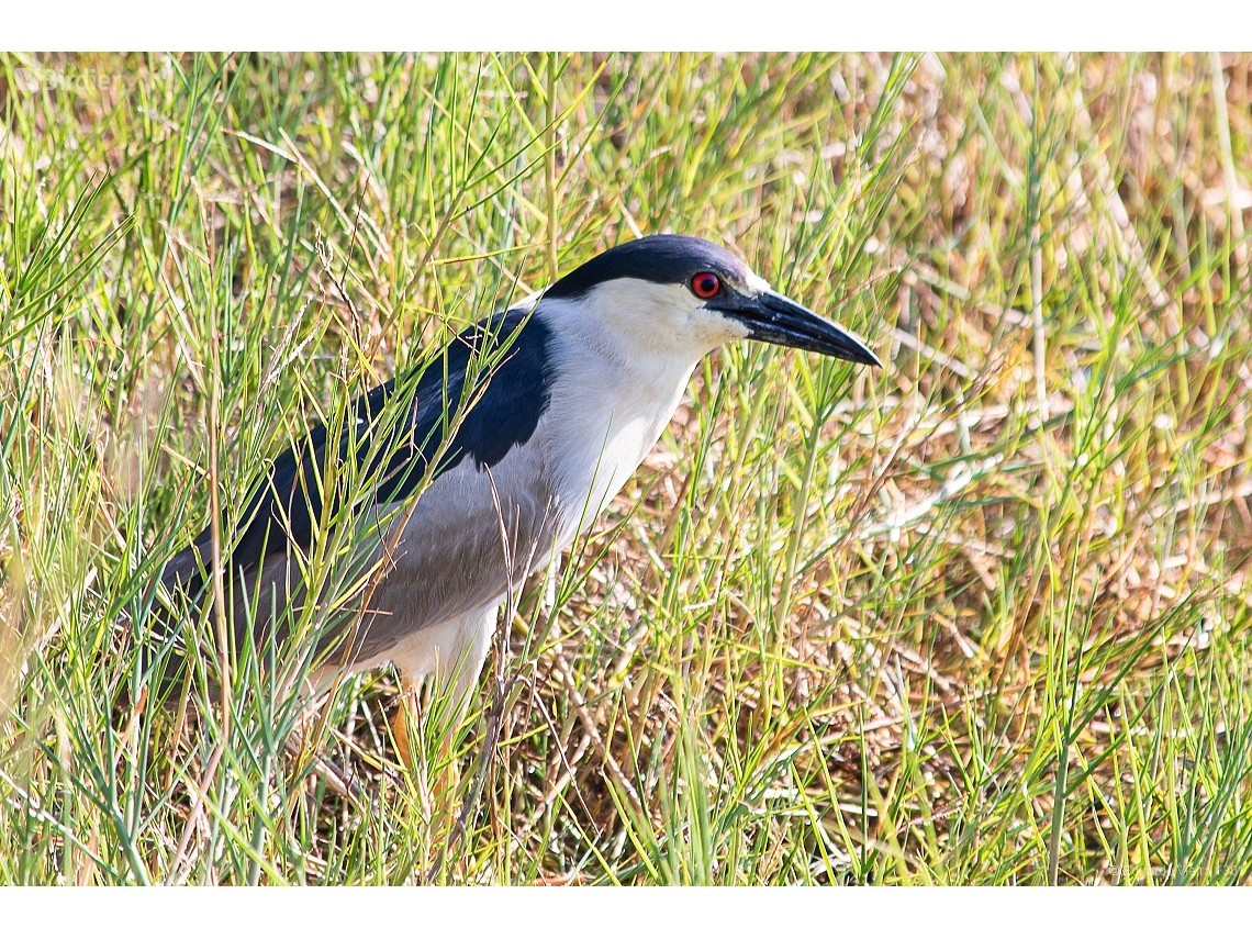 Nycticorax nycticorax