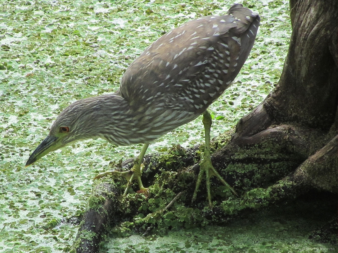 Nycticorax nycticorax