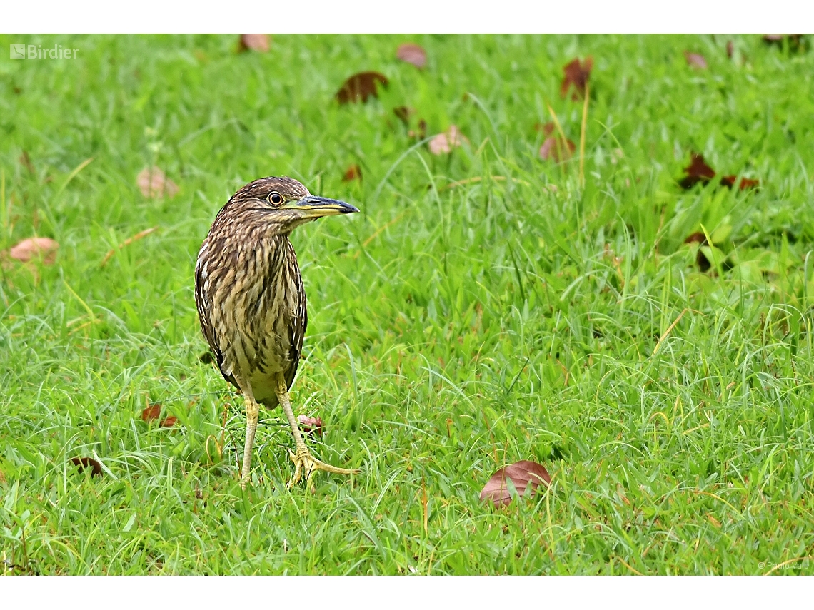 Nycticorax nycticorax