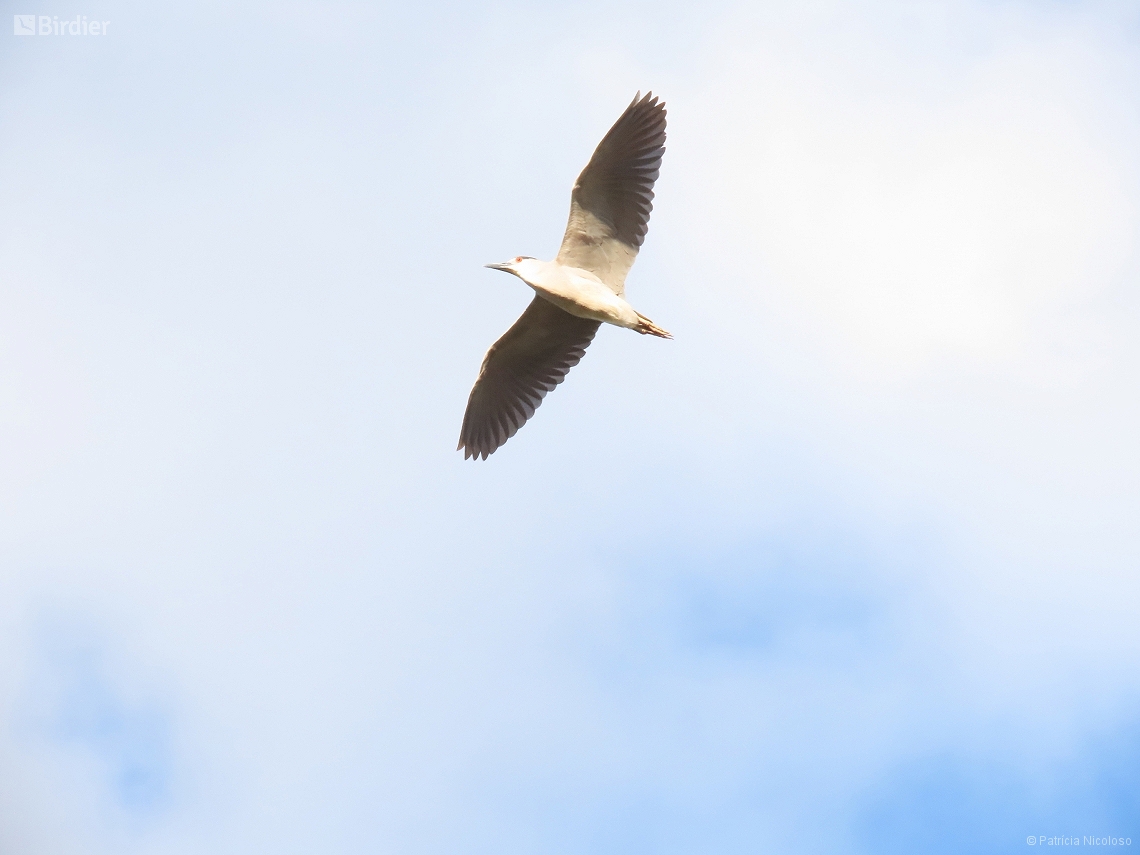 Nycticorax nycticorax