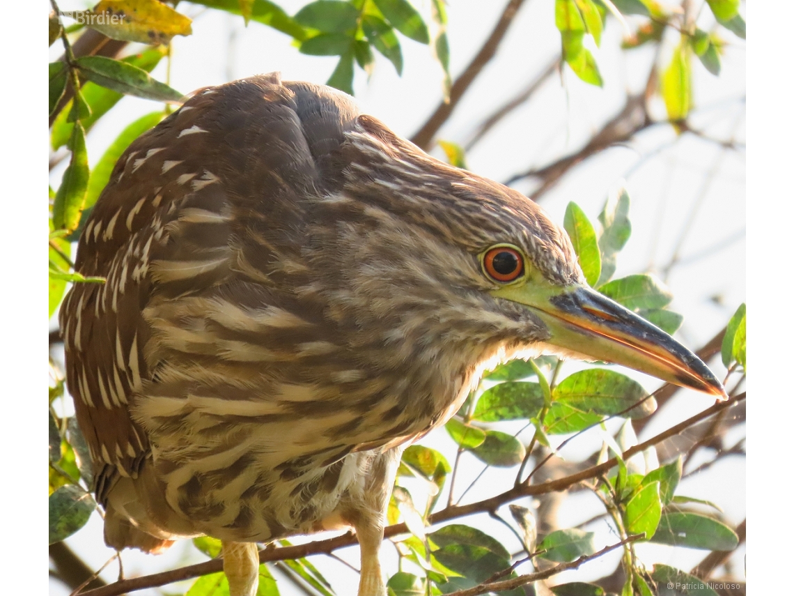 Nycticorax nycticorax