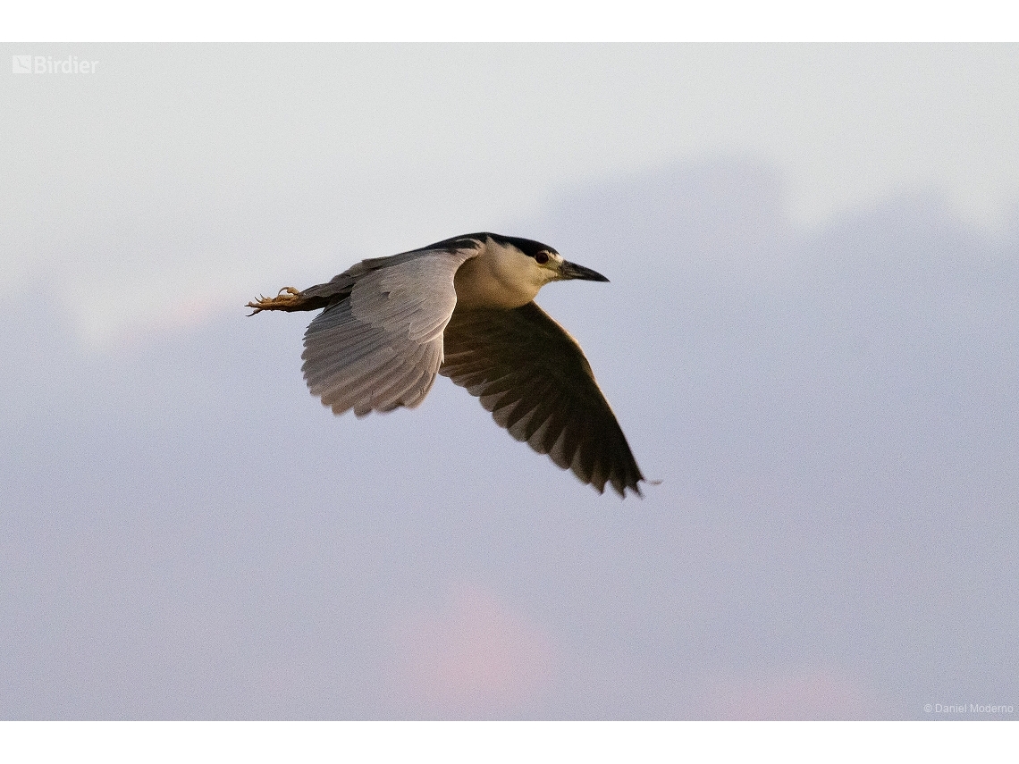 Nycticorax nycticorax