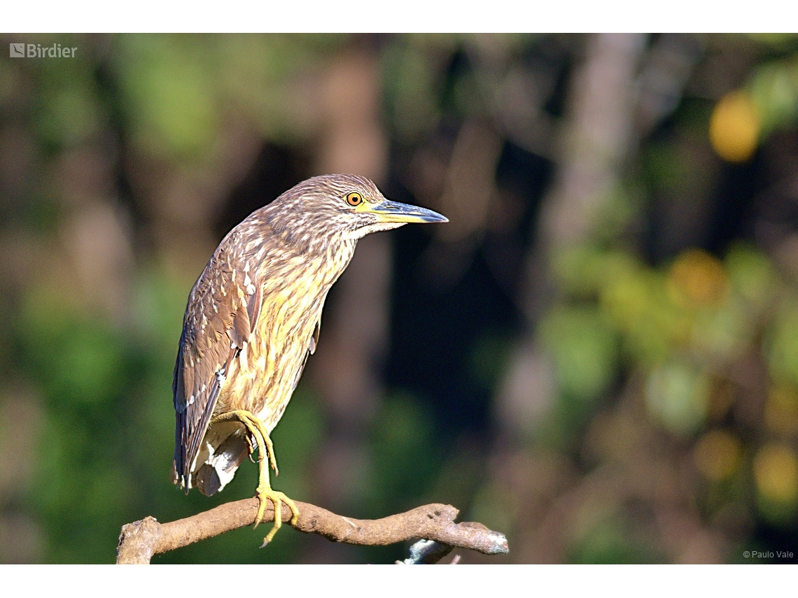 Nycticorax nycticorax