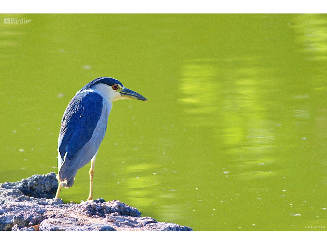 Nycticorax nycticorax