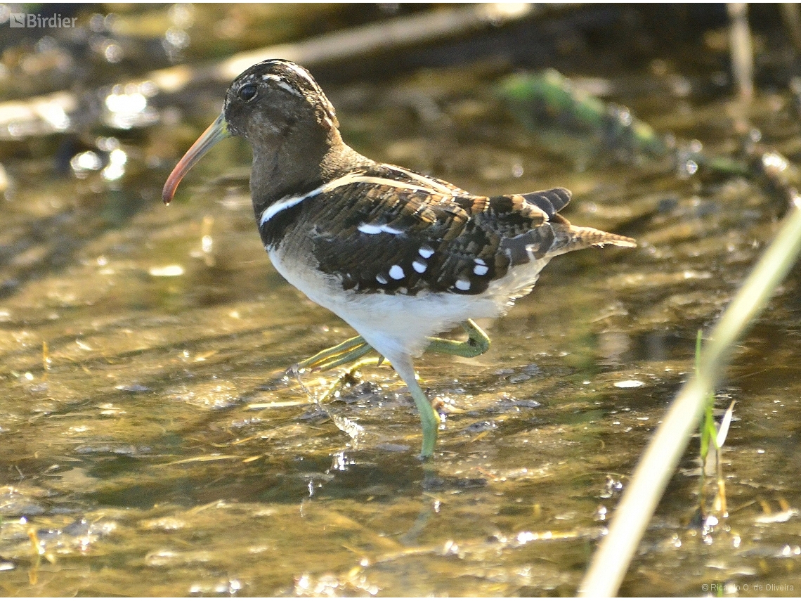 Nycticryphes semicollaris