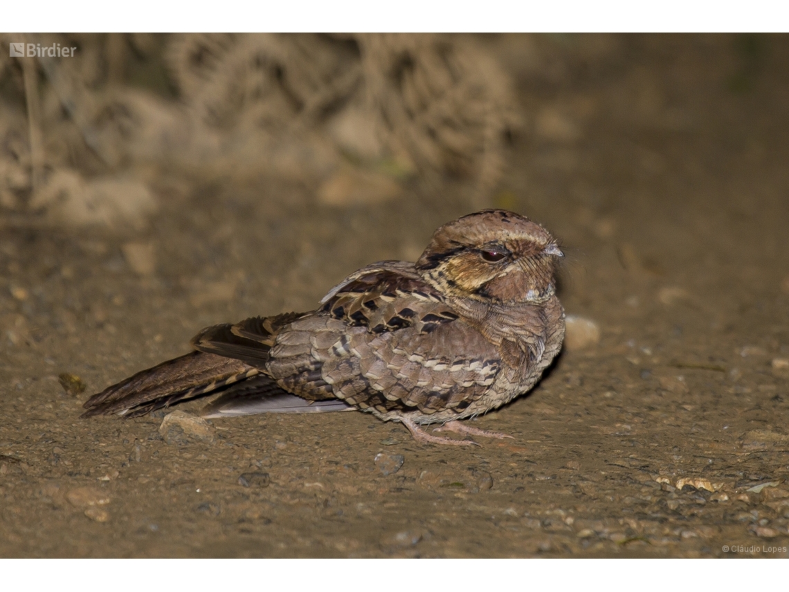 Nyctidromus albicollis