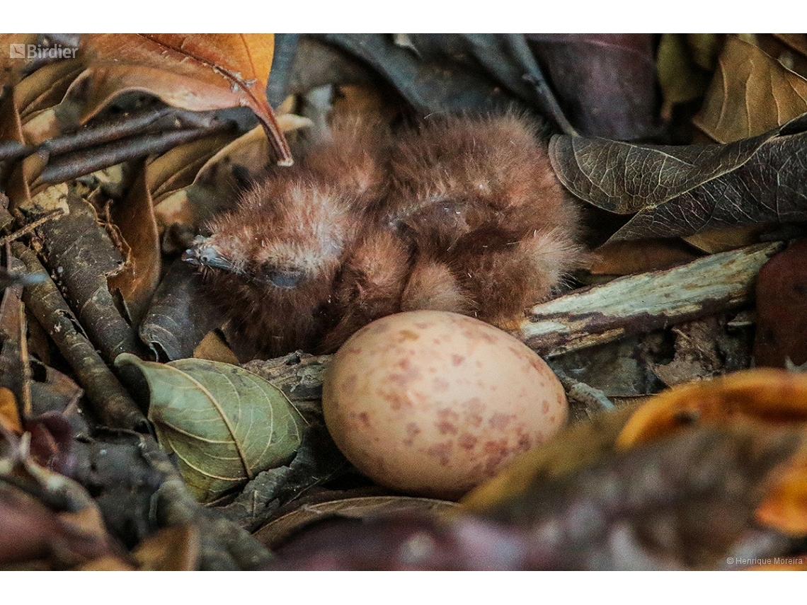 Nyctidromus albicollis