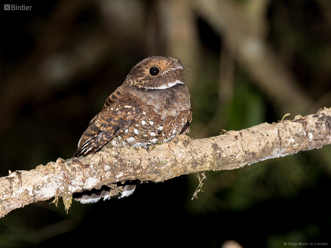 Nyctiphrynus ocellatus