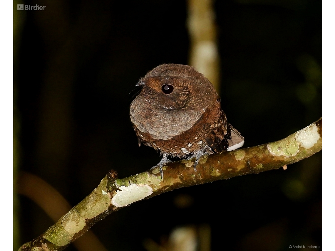 Nyctiphrynus ocellatus