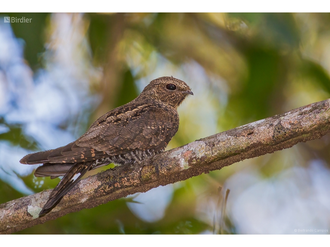Nyctiprogne leucopyga