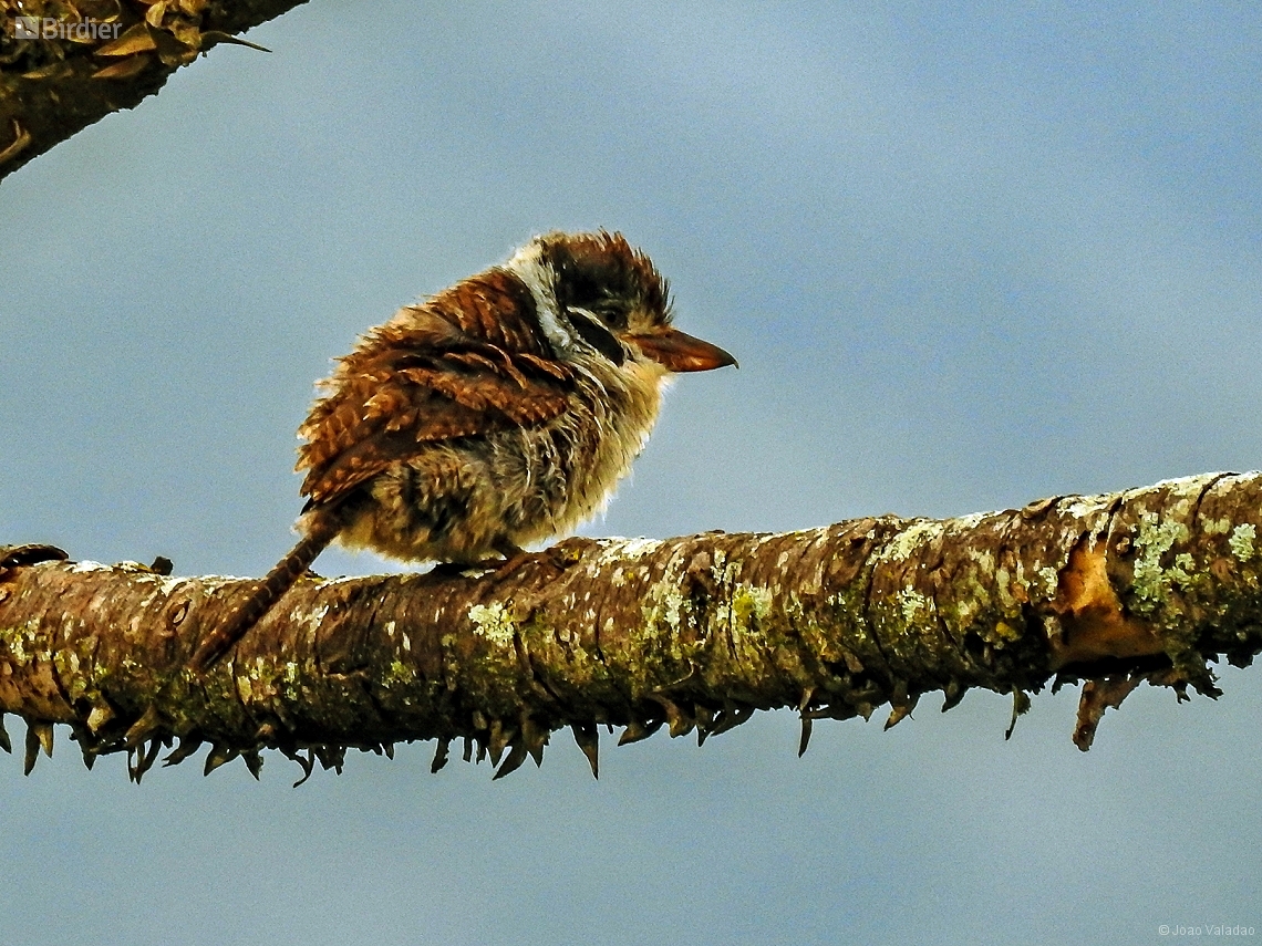 Nystalus chacuru