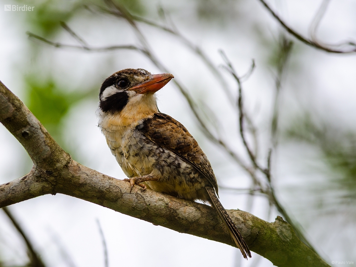 Nystalus chacuru