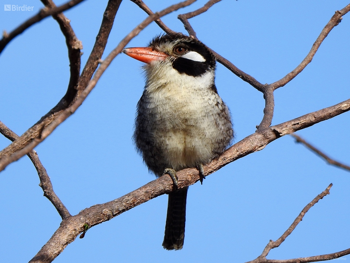 Nystalus chacuru