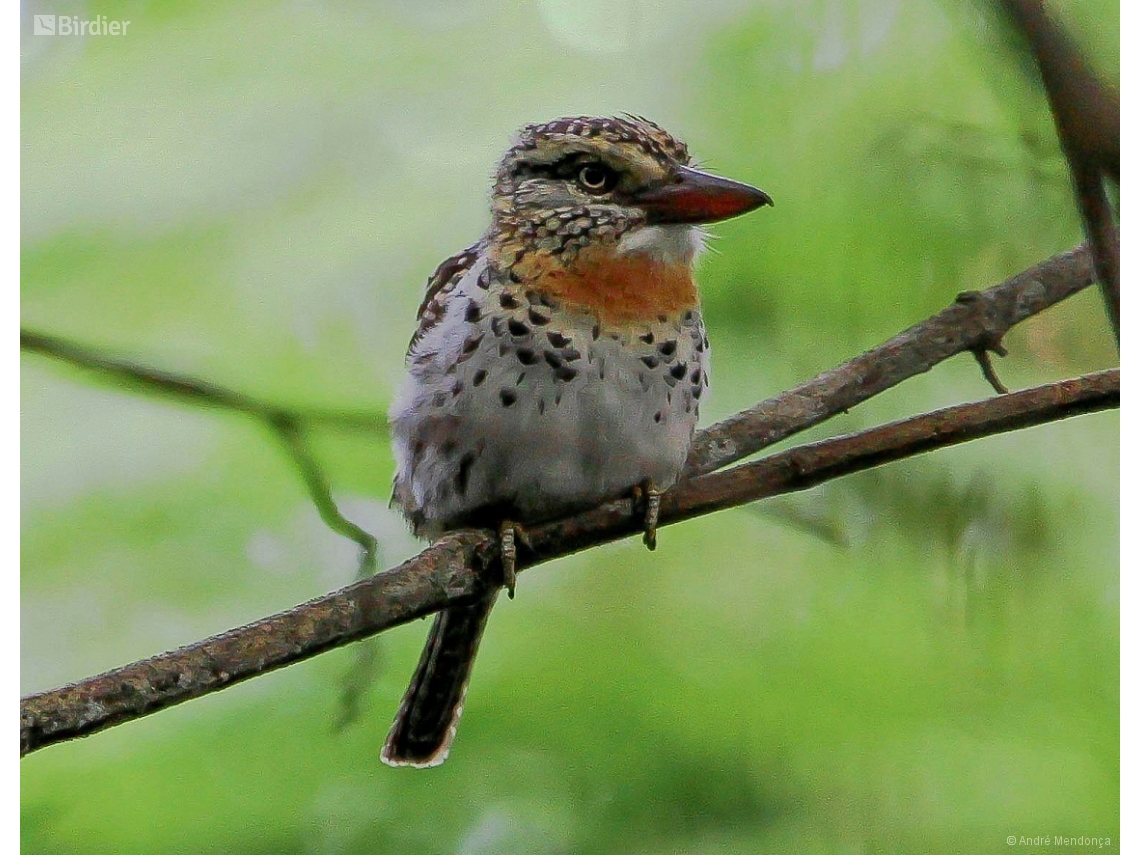 Nystalus maculatus