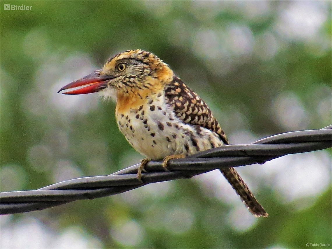 Nystalus maculatus