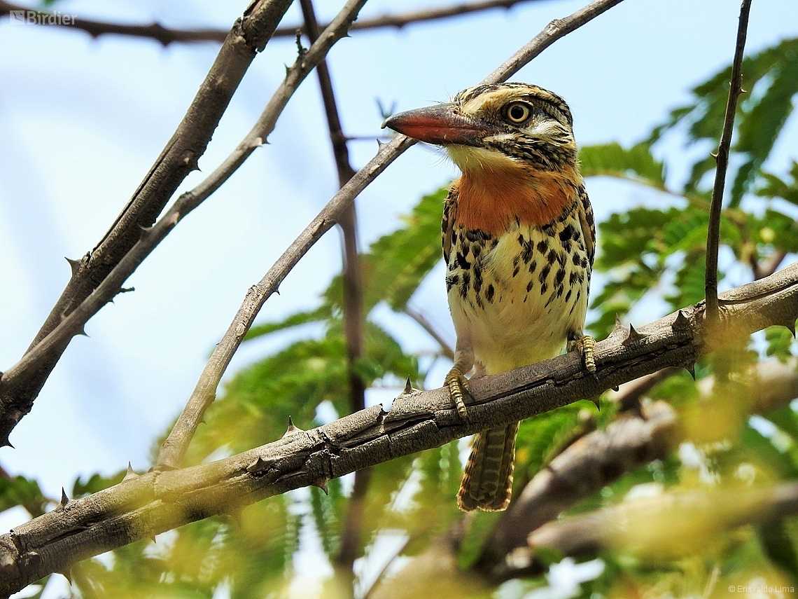 Nystalus maculatus