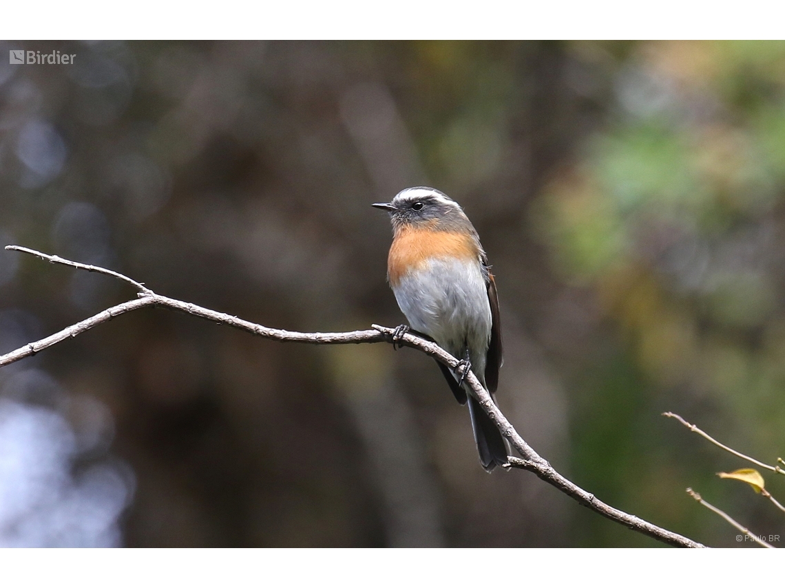 Ochthoeca rufipectoralis