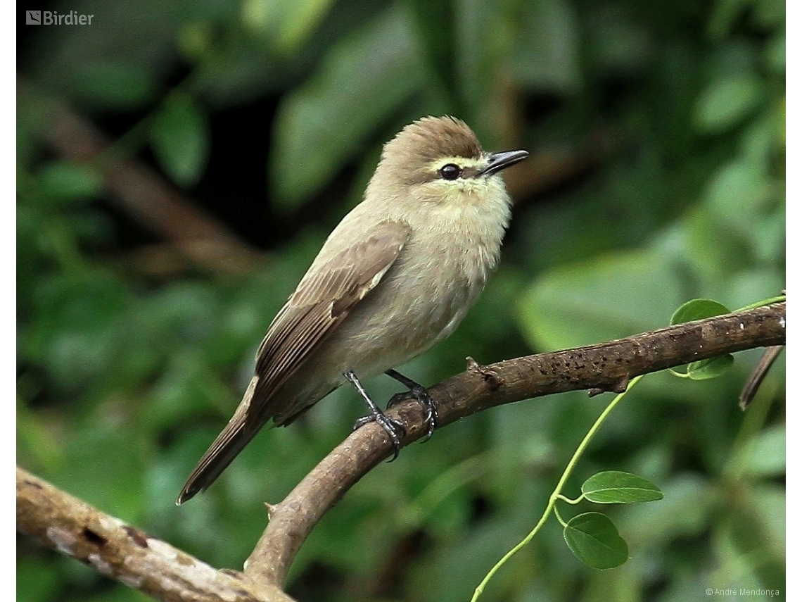 Ochthornis littoralis