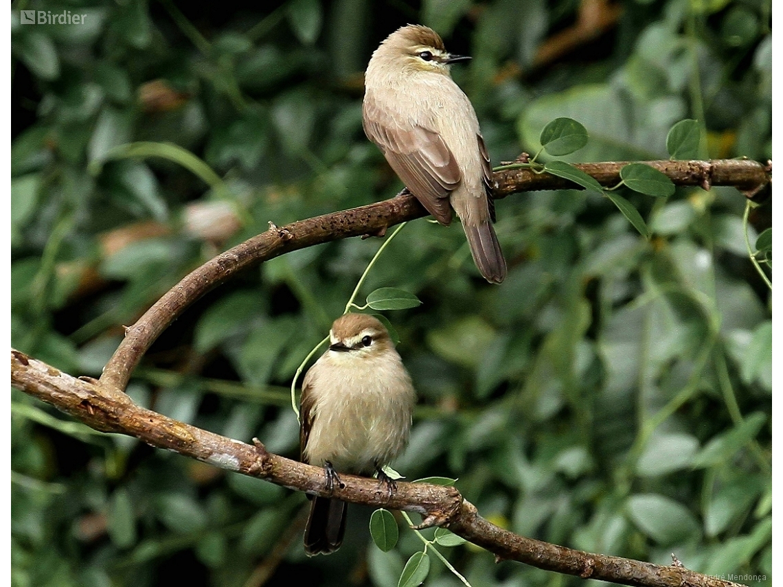 Ochthornis littoralis