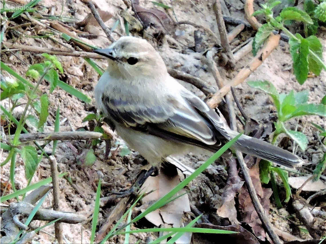 Ochthornis littoralis