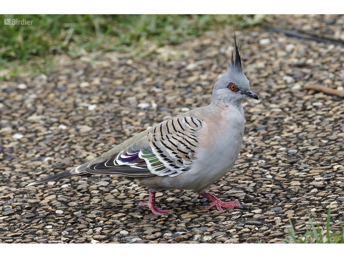 Ocyphaps lophotes