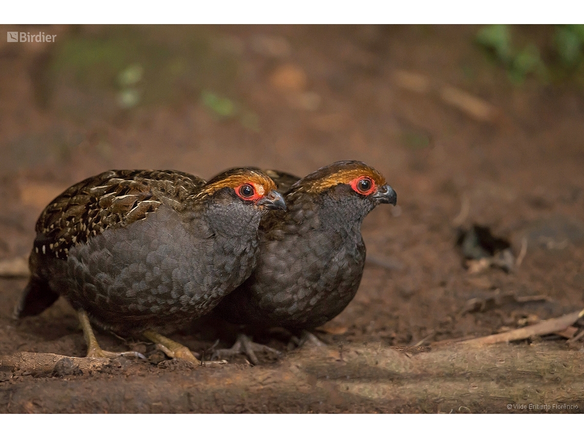 Odontophorus capueira