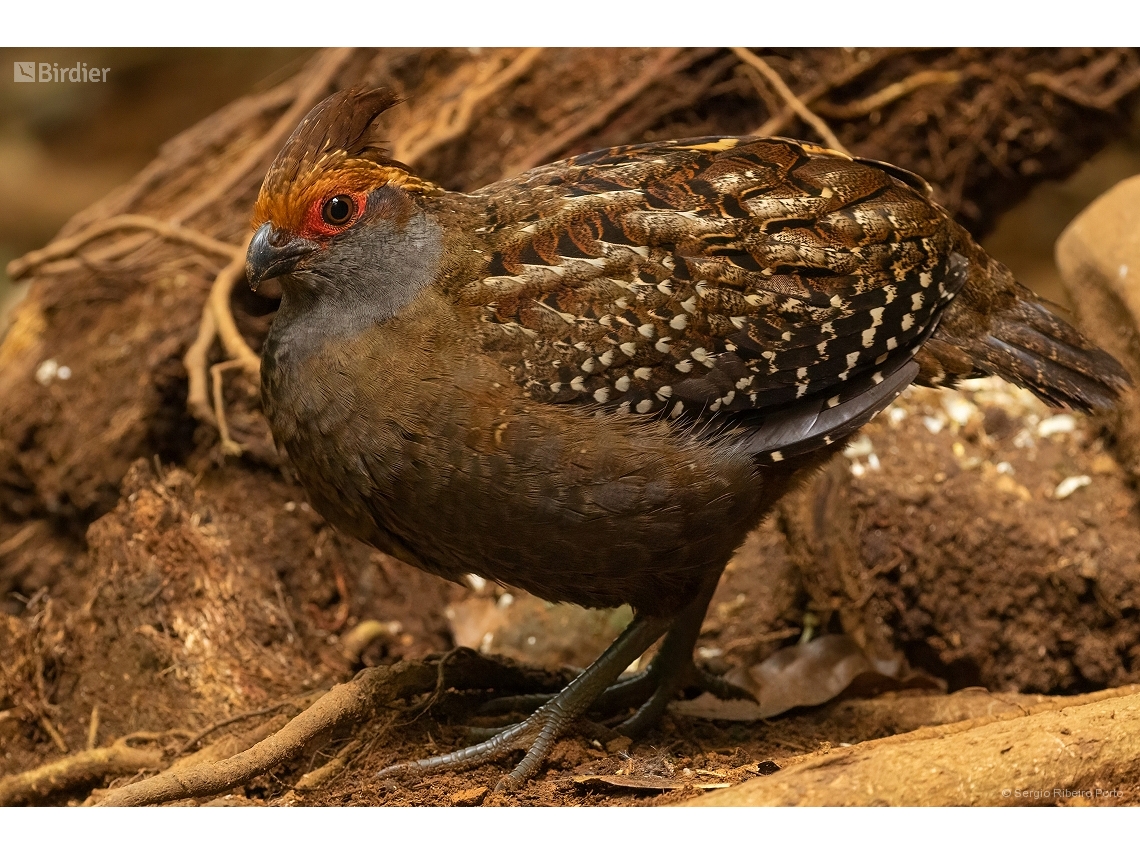 Odontophorus capueira