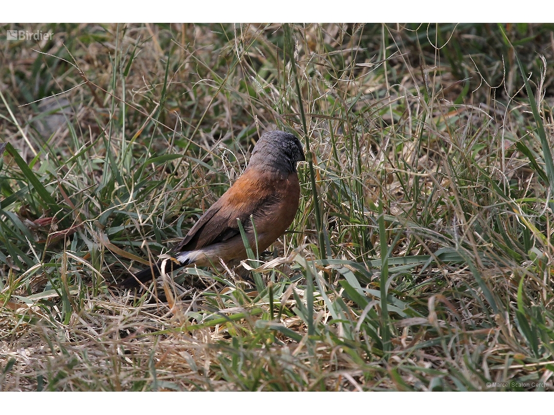 Spermestes griseicapilla
