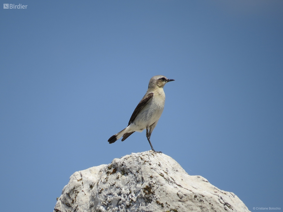 Oenanthe hispanica