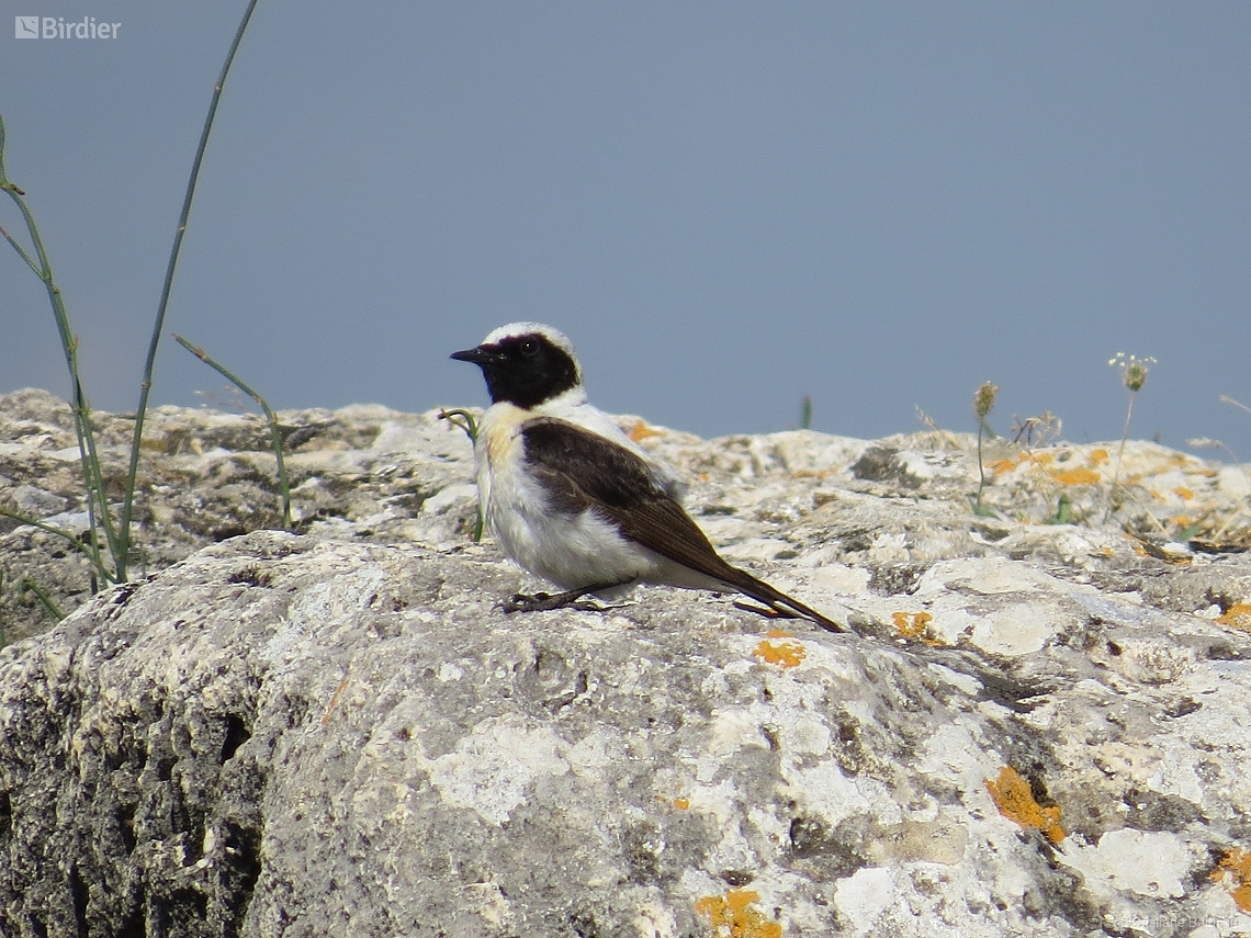 Oenanthe hispanica