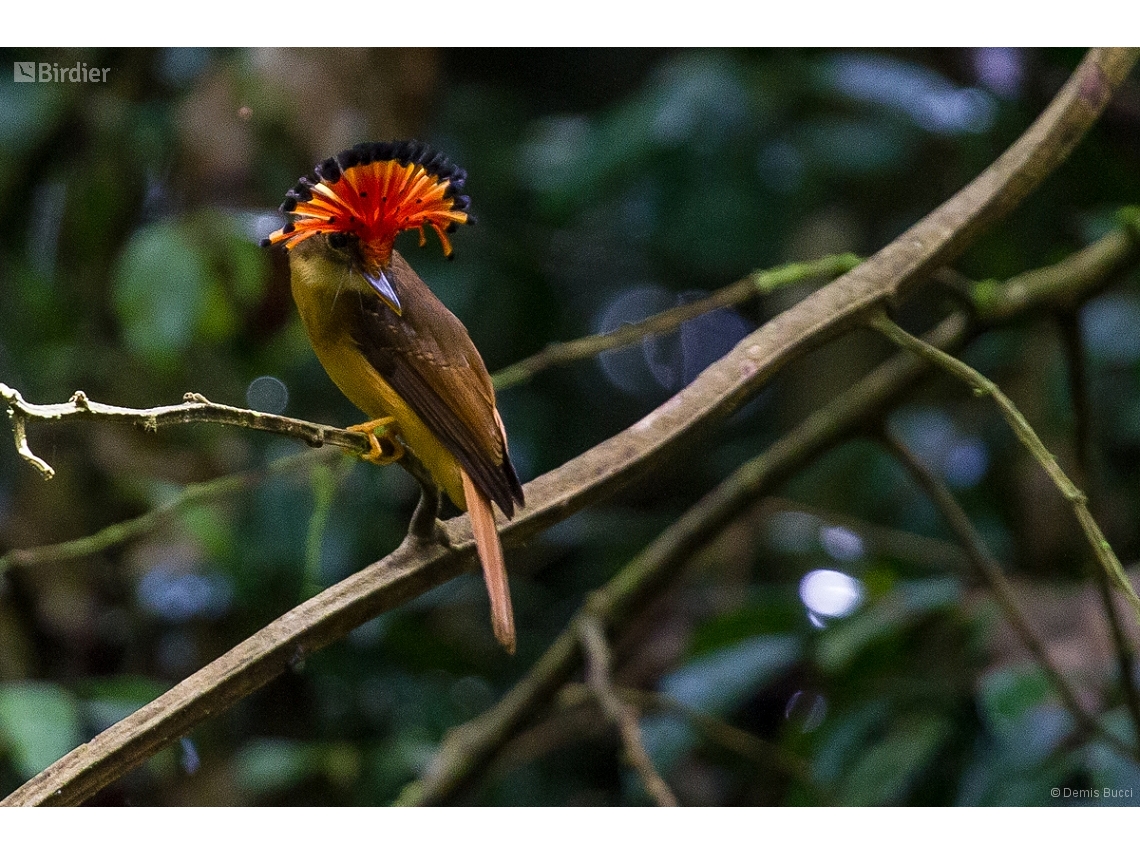 Onychorhynchus swainsoni