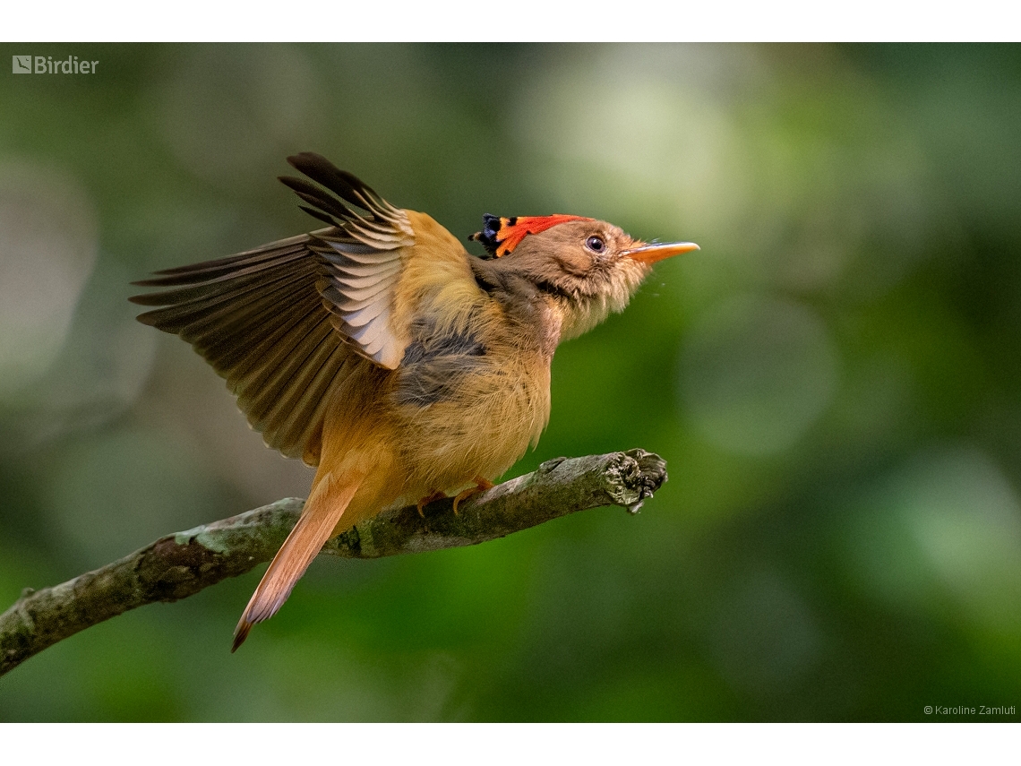 Onychorhynchus swainsoni