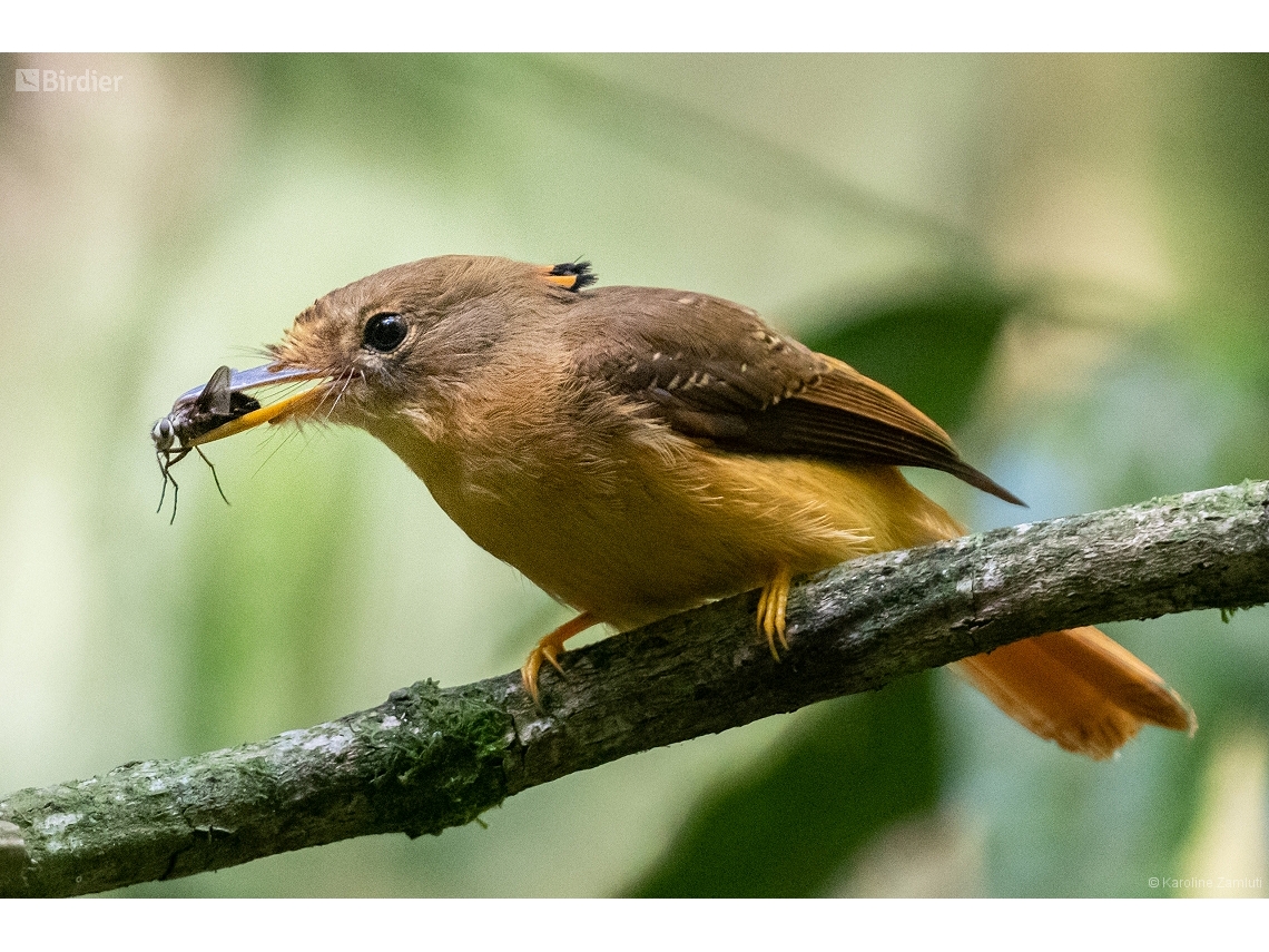 Onychorhynchus swainsoni