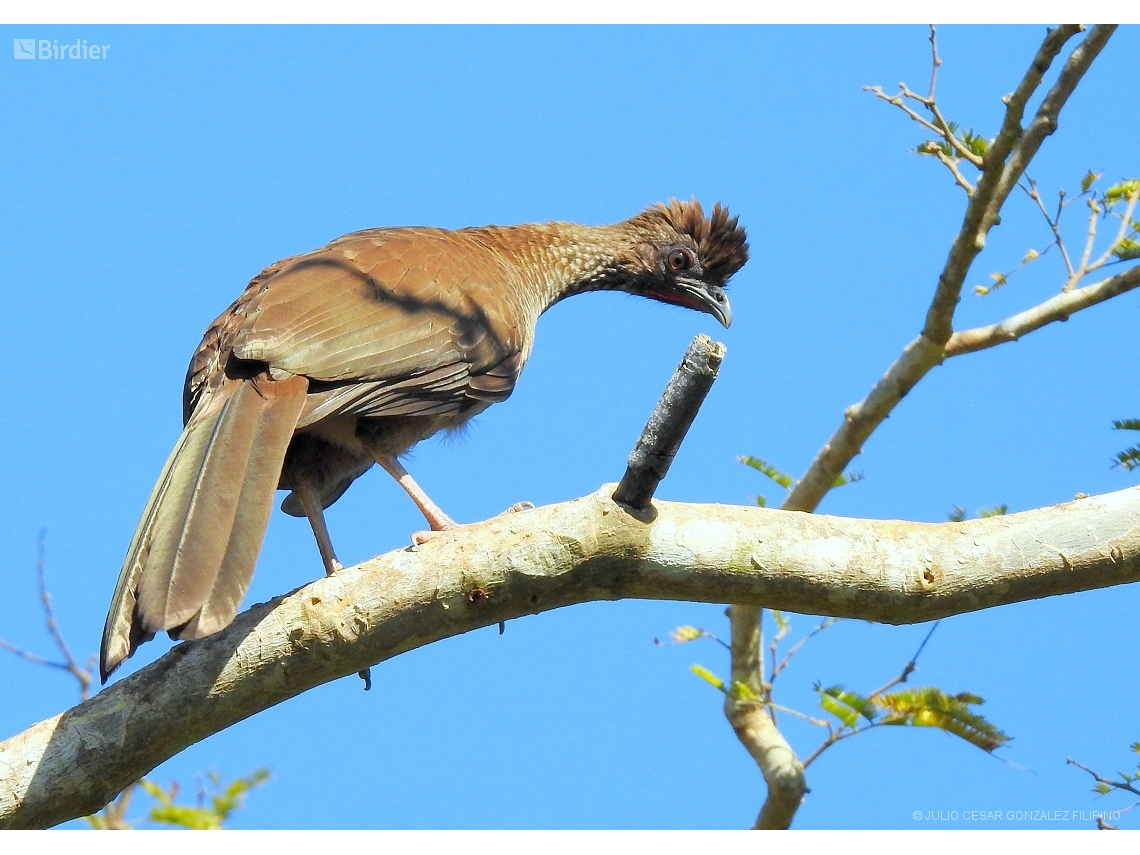 Ortalis remota