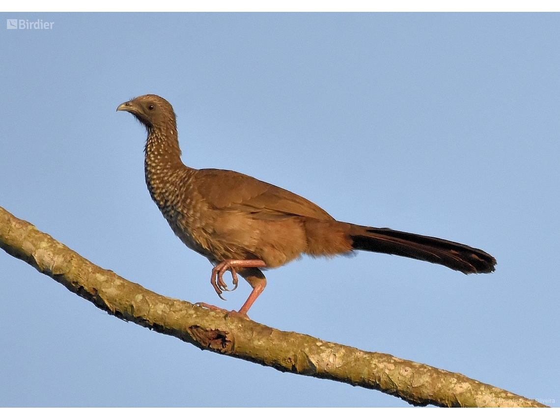 Ortalis guttata
