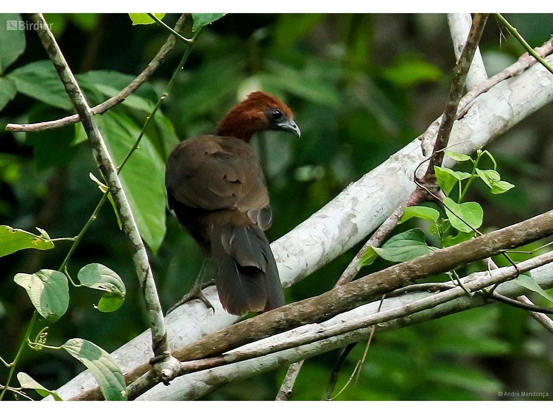 Ortalis motmot