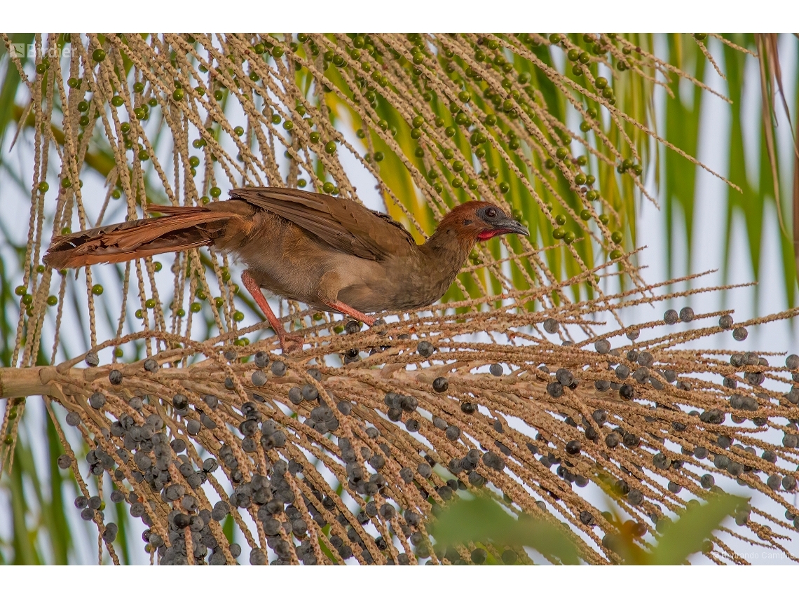 Ortalis motmot