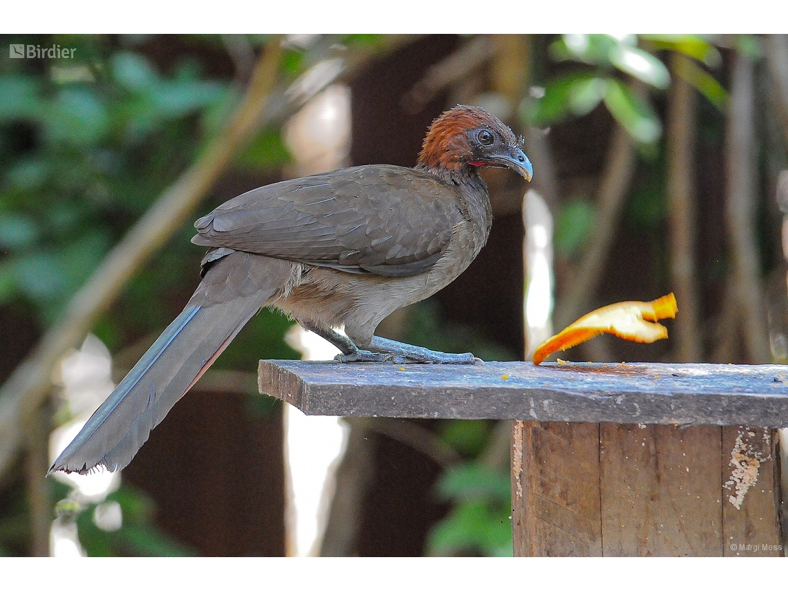 Ortalis motmot