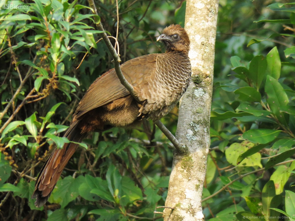 Ortalis squamata
