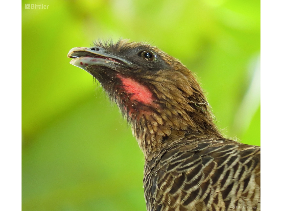Ortalis squamata
